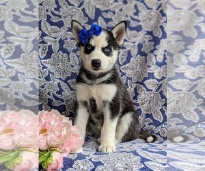 Siberian Husky Puppy for sale in QUARRYVILLE, PA, USA