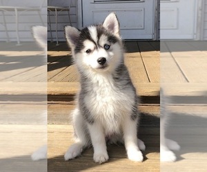 Pomsky Puppy for Sale in SAVOY, Massachusetts USA