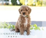 Small #2 Bichpoo