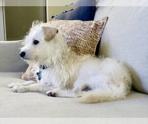 Bell-air FH - Female Bichon Frise-Unknown Mix Dog for Adoption - Photo #3
