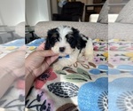 Small #11 Cavapoo