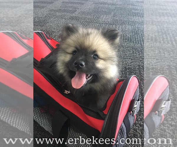 Medium Photo #7 Keeshond Puppy For Sale in FAYETTEVILLE, TN, USA