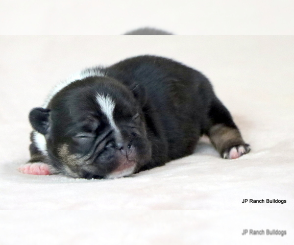 Medium Photo #1 French Bulldog Puppy For Sale in WINNSBORO, TX, USA