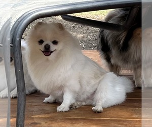 Mother of the Pomeranian puppies born on 08/02/2026