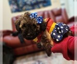 Small Photo #4 Poodle (Miniature) Puppy For Sale in BASTROP, TX, USA