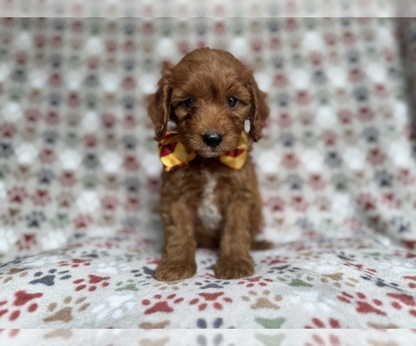 Medium Photo #5 Cockapoo (Miniature) Puppy For Sale in LAKELAND, FL, USA