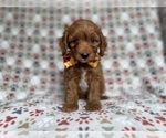 Small #4 Cockapoo (Miniature)