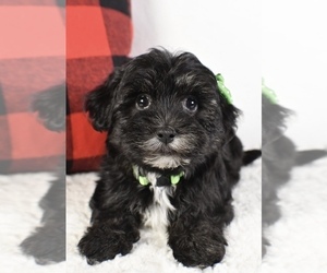 Morkie Puppy for sale in LOWELL, MA, USA