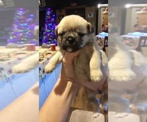 Poodle (Toy)-Pug Mix Puppy for sale in NEW WAVERLY, TX, USA