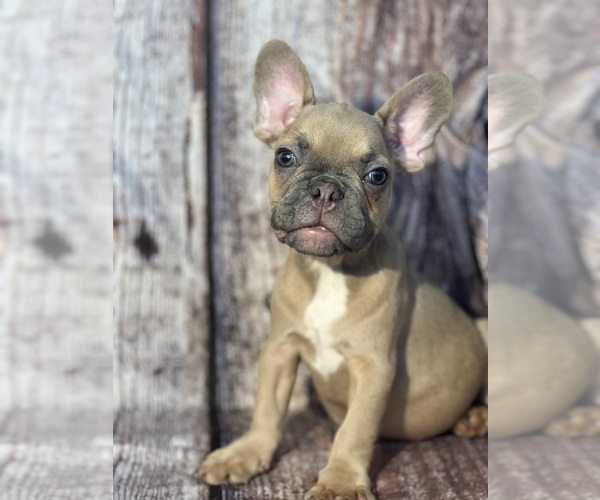 Medium Photo #3 French Bulldog Puppy For Sale in MIAMI, FL, USA