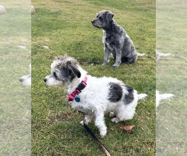Medium Photo #8 Shih Tzu-Unknown Mix Puppy For Sale in Boonton, NJ, USA