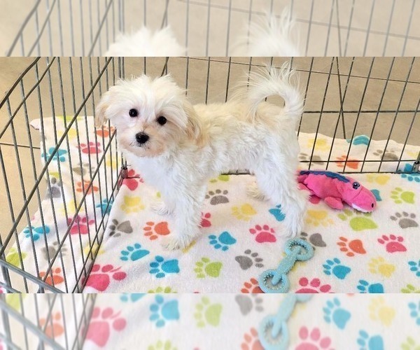 Medium Photo #1 Maltipoo (Toy) Puppy For Sale in ORO VALLEY, AZ, USA