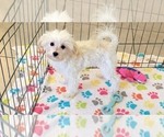 Small Maltipoo (Toy)