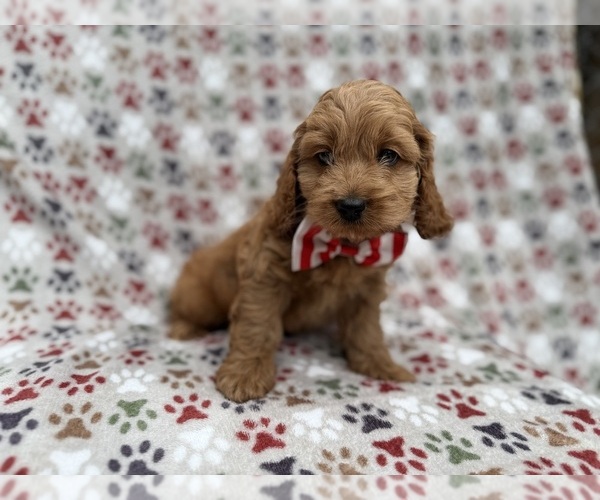 Medium Photo #2 Cock-A-Poo Puppy For Sale in LAKELAND, FL, USA