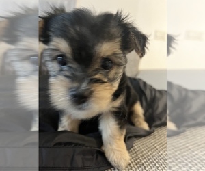 Morkie Puppy for sale in FORT LAUDERDALE, FL, USA