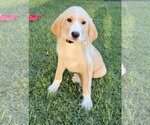 Small Great Pyrenees Mix