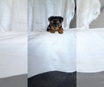 Small Photo #8 Yorkshire Terrier Puppy For Sale in BENSON, NC, USA