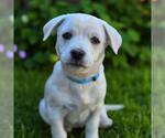 Small #11 Chihuahua Mix