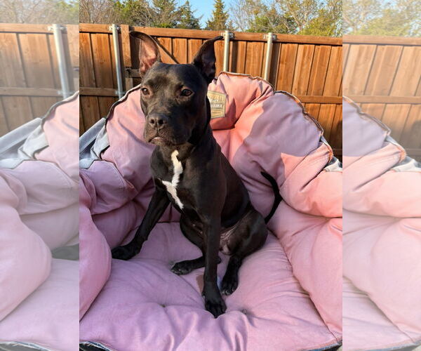 Medium Photo #4 Mutt Puppy For Sale in Royse City, TX, USA