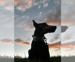 Small #1 Doberman Pinscher
