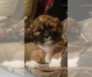 Lhasa Apso Puppy for sale in RIPLEY, WV, USA