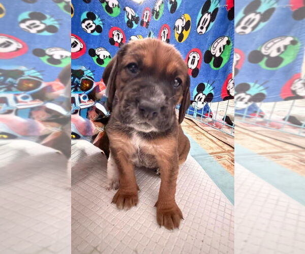 Medium Photo #12 Beagle-Unknown Mix Puppy For Sale in New York, NY, USA