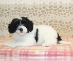 Small #1 Miniature Bernedoodle