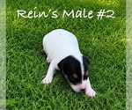 Small #1 Jack Russell Terrier