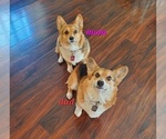 Small #6 Pembroke Welsh Corgi
