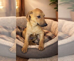 Jojo - Male Labrador Retriever Dog for Adoption - Photo #12
