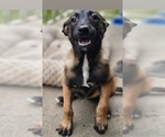 Puppy Smiley Belgian Malinois