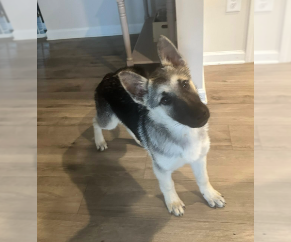 Medium Photo #2 German Shepherd Dog Puppy For Sale in La Grange , NC, USA