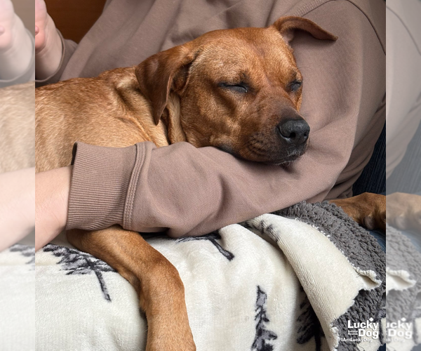 Medium Photo #3 Retriever -Unknown Mix Puppy For Sale in Washington, DC, USA