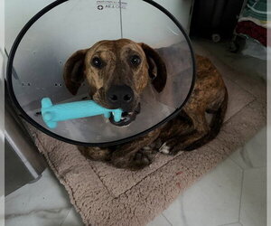 Doberman Pinscher-Holland Shepherd Mix Dogs for adoption in McKinleyville, CA, USA