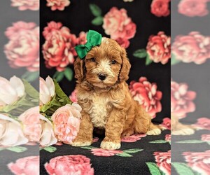 Cock-A-Poo-Poodle (Miniature) Mix Puppy for sale in KIRKWOOD, PA, USA
