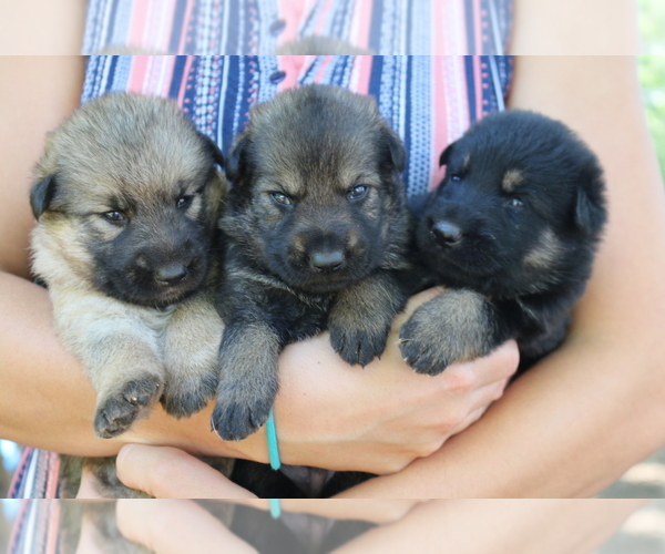 View Ad German Shepherd Dog Puppy for Sale near Virginia, GRETNA, USA