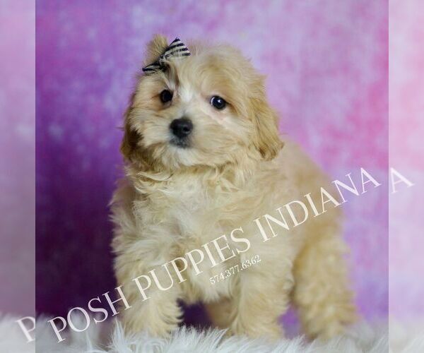 Medium Photo #48 Maltipoo (Miniature) Puppy For Sale in WARSAW, IN, USA