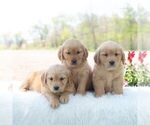 Small #1 Golden Retriever