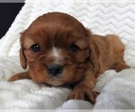 Small #3 Cavalier King Charles Spaniel