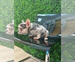 Small Photo #43 French Bulldog Puppy For Sale in PACIFIC PALISADES, CA, USA