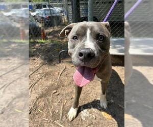 American Pit Bull Terrier Dogs for adoption in Charlotte, NC, USA