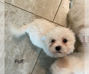 La-Chon Puppy for sale in MARICOPA, AZ, USA