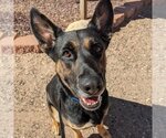 Small Photo #1 German Shepherd Dog-Unknown Mix Puppy For Sale in Kanab, UT, USA