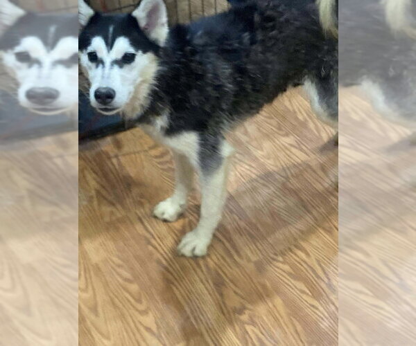 Medium Photo #8 Gerberian Shepsky Puppy For Sale in Aurora, IN, USA