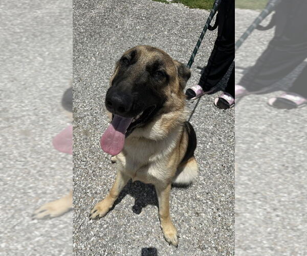 Medium Photo #1 German Shepherd Dog Puppy For Sale in Evansville, IN, USA