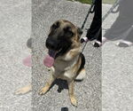 Small German Shepherd Dog