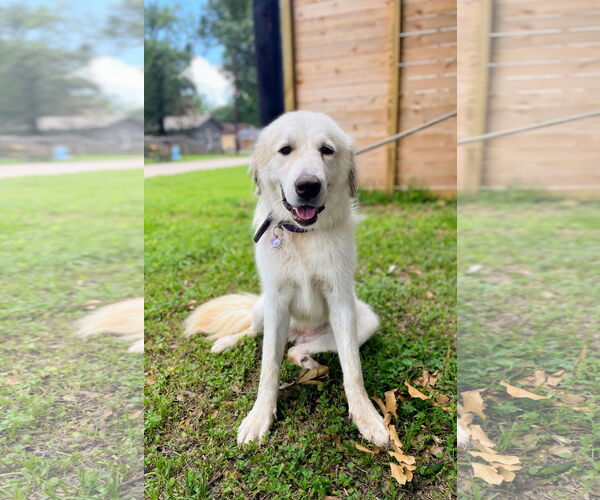 Medium Photo #5 Great Pyrenees Puppy For Sale in Spring, TX, USA