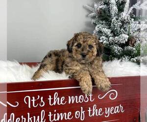 Bernedoodle (Miniature) Puppy for sale in FRANKLIN, IN, USA