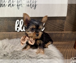 Yorkshire Terrier Puppy for sale in NAPPANEE, IN, USA
