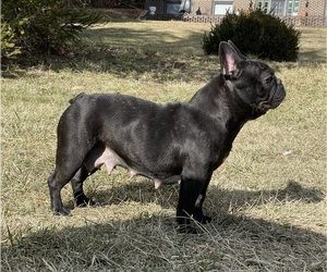 Mother of the French Bulldog puppies born on 01/03/2024